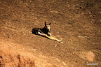 Dog watching over the home