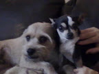 CHITO ahora GOYO con su hermanito muchas gracias a su linda familia