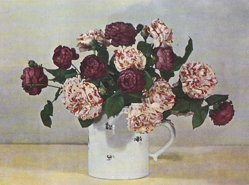 Spry arranged two types of roses (Variegata de Bolgna and Cardinal de Richelieu) to create a divine combination of colors: plum, dusty pink and evergreen. Spry arranged two types of roses (Variegata de Bolgna and Cardinal de Richelieu) to create a divine combination of colors: plum, dusty pink and evergreen.