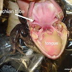 eustachian_tubes.JPG
