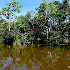 THe flooded jungle.