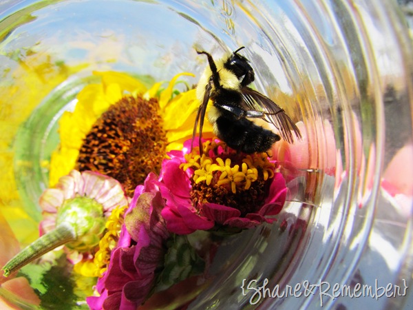 [bee%2520in%2520jar%25203%255B3%255D.jpg]