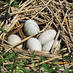 IMG_4751.JPG