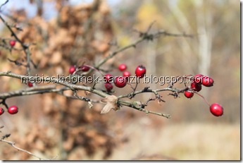 IMG_4866m IMG_4866m