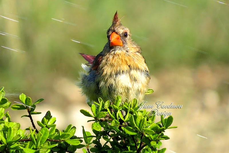 [Cardinal_Bathing4%255B3%255D.jpg]