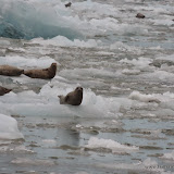 Focas no Iceberg no Tracy Arm - Juneau, Alaska, EUA