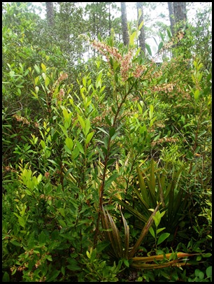 Dune hike & rain paddle 081