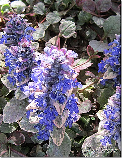 Ajuga_Blooms2