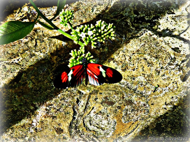 Butterfly7.jpg