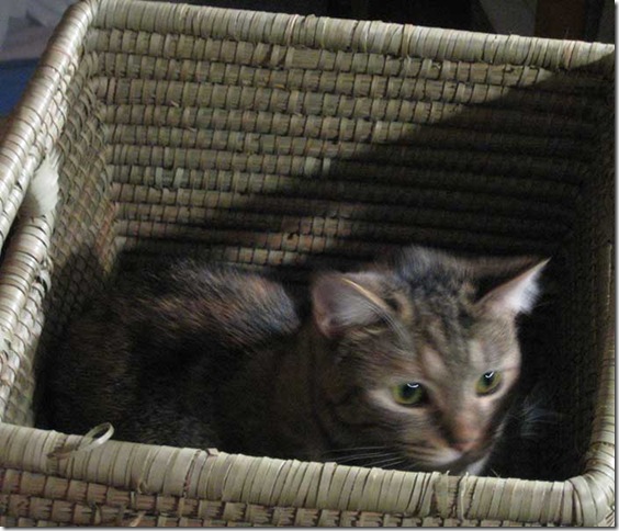 kitty-in-the-box-1498