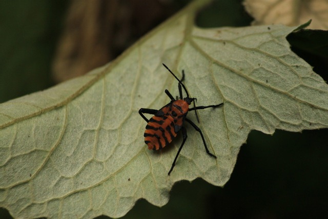 [IMG_2144%255B14%255D.jpg]