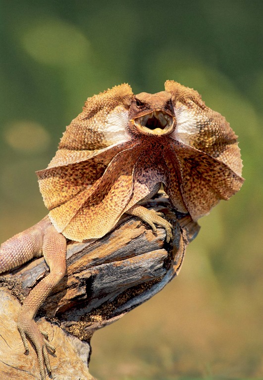 [Amazing%2520Animal%2520Pictures%2520Frill%2520Necked%2520Lizard%2520%252813%2529%255B6%255D.jpg]