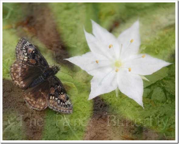 BUTTERFLY DUSKY STAR 810 WM