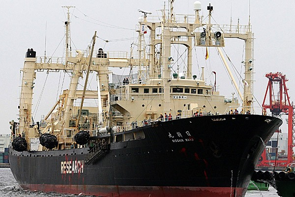 The Japanese whaling fleet's factory ship Nissin Maru returns to its home at Oi Pier on 12 April 2010 in Tokyo, Japan. Sankei / Getty Images