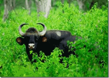 Gaur1