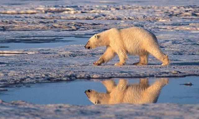 A polar bear walk across melting sea ice. Charles Monnett's co-paper on the risk of polar bears drowning due to melting Arctic sea ice galvanised campaigners concerned about climate change. Subhankar Banerjee / AP