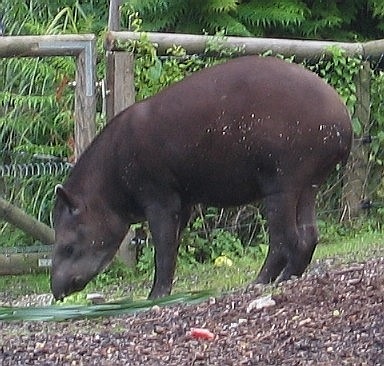 [tapirduBrsil3.jpg]