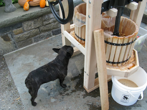 Sharkey picked a lot of juicy apples so I guess it's time to get the cider press in motion.