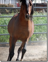 horses2011-15