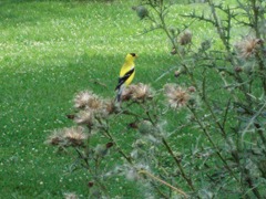 Goldfinch through sunroom window