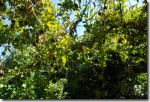 DSC_0043 DSC_0043
