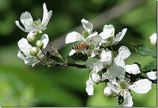 Honeybee_Raspberry_blooms