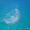jelly fish 02.jpg
