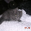 Reneseme at 10 weeks old. Reneseme at 10 weeks old.