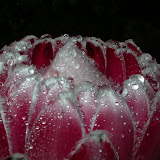 Protea after rain