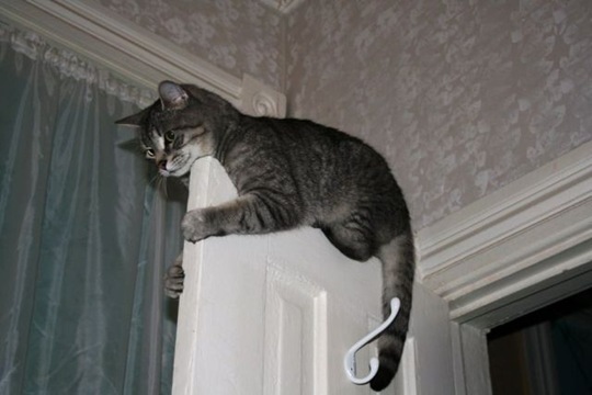 [funny-animals-cute-22%255B2%255D.jpg]