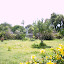 Carol's [09] Fruit Tree and Food  garden