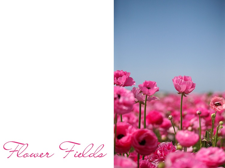 [ranunculus%255B17%255D.jpg]