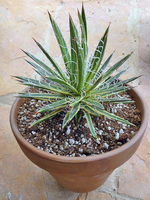 [120331_Agave-x-leopoldii-Hammer-Time_02%255B4%255D.jpg]