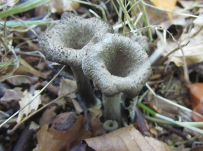 Herbsttrompeten im Buchenwald