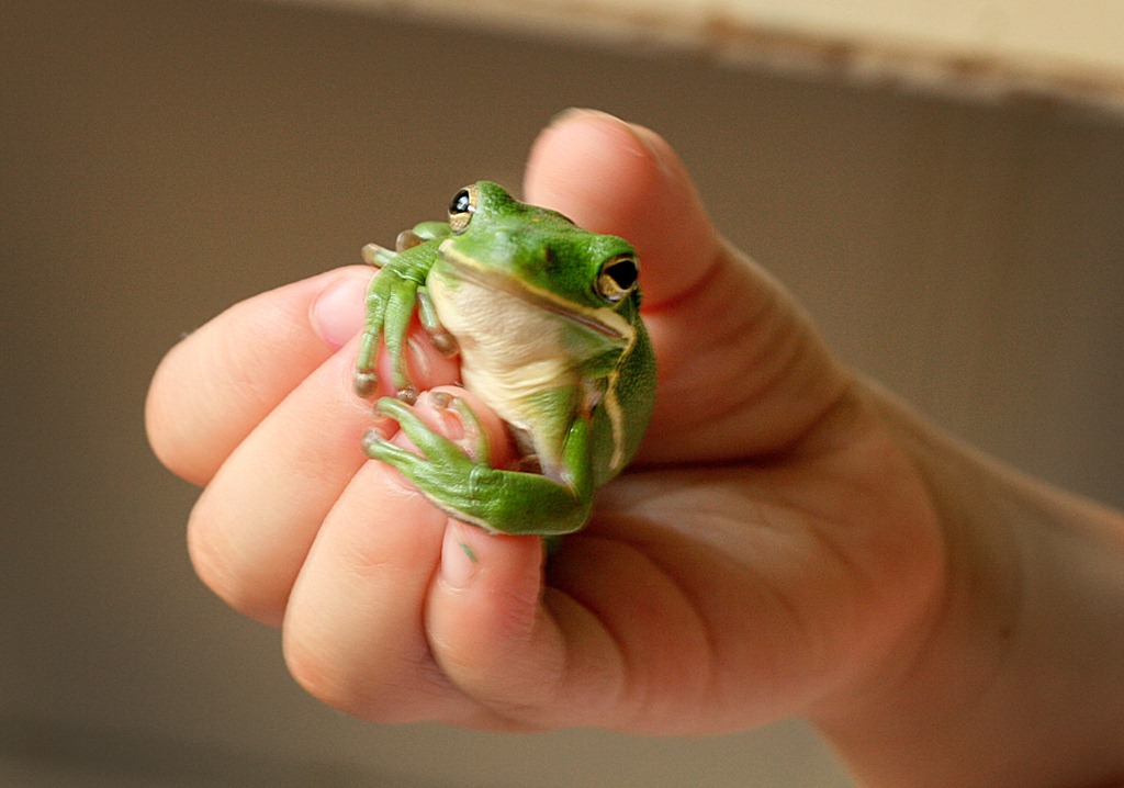 [frog%255B5%255D.jpg]