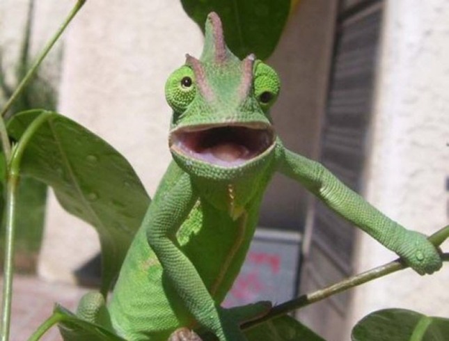 Camaleon con los ojos cruzados Camaleon con los ojos cruzados