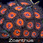 zoanthus-frankenberry.jpg