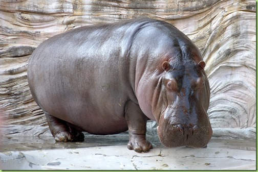 Hippopotamus_-_04