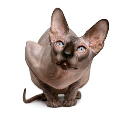 sphynx_2 (1).jpg