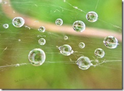 SueReno_BoydBigTreePreserve_SpiderwebWithRaindrops_1