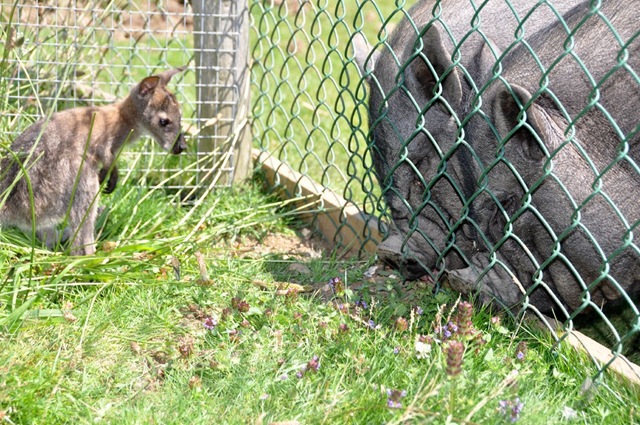 [Henry%2520checks%2520out%2520Alfie%2520%2526%2520Willis%2520DSC_0418%255B6%255D.jpg]