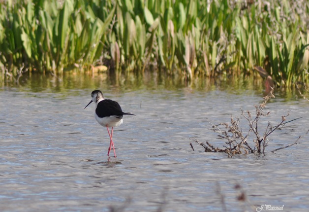 DSC_0032 DSC_0032