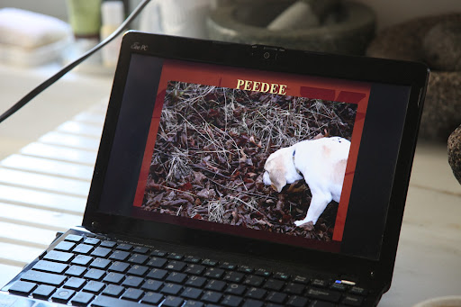 Franklin has a lemon beagle named Peedee that he trained to sniff out truffles!  Why, certainly one of us can do that!
