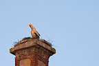 Storch auf dem Dammgut Ritterhude