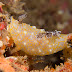P9156111