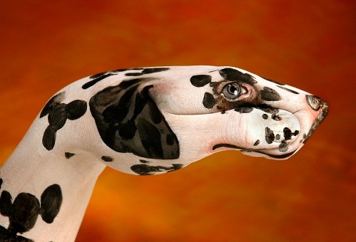 [Dog-Dalmatian1-499x340%255B3%255D.jpg]