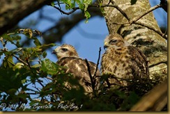 Red-shoulder Hawk Chicks _ROT4694 NIKON D3S June 06, 2011