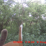 nichols deer 013.JPG