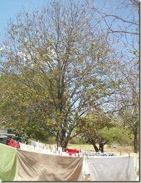 Pecan tree- back-2011