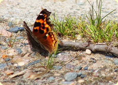 Compton Tortoiseshell